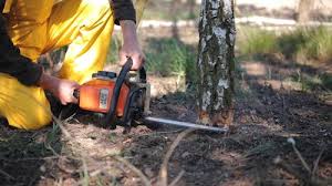 Best Tree Maintenance Programs  in Compton, CA