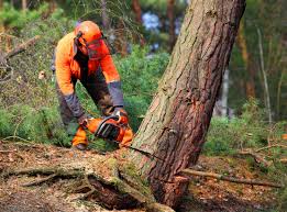 Best Tree Mulching Services  in Compton, CA