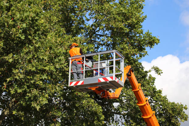 Best Utility Line Clearance  in Compton, CA