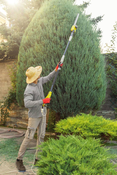 Reliable Compton, CA  Tree Services Solutions